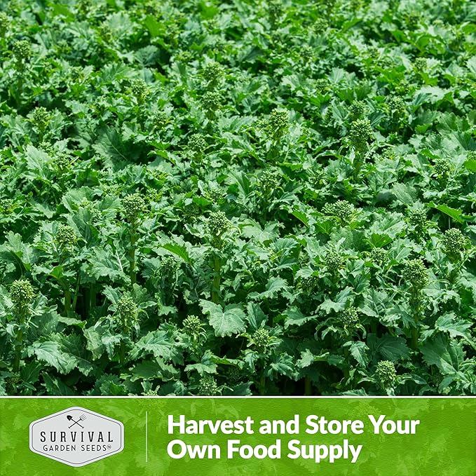 San Marzano Broccoli Raab Seed for Planting - 1 Seed Packet with Instructions to Plant & Grow Rabe or Rapini Broccoli in Your Home Vegetable Garden - Non-GMO Heirloom Variety - Survival Garden Seeds
