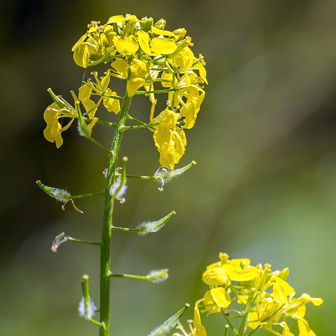 Outsidepride 5000 Seeds Annual Yellow Mustard Herb Garden Seed for Microgreens, Sprouts, & Cooking