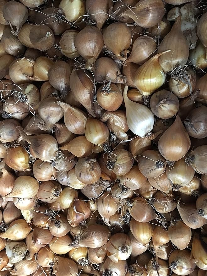 Dutch Iris Bulbs, Mixed-Perfect for Fall Planting!- Daylily Nursery (30)