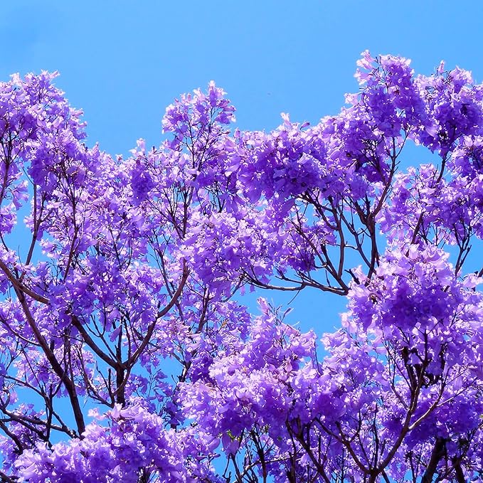 Blue Jacaranda Seeds Jacaranda Mimosifolia Stunning Ornamental Tree Vibrant Blue Flowers Drought Tolerant Low-Maintenance Attract Pollinators as Shade Tree in Parks, Gardens 30Pcs by YEGAOL Garden