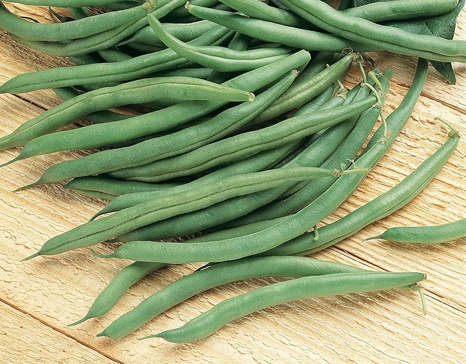 Burpee Blue Lake 274 (Organic) Bush Bean Seeds 2 ounces of seed