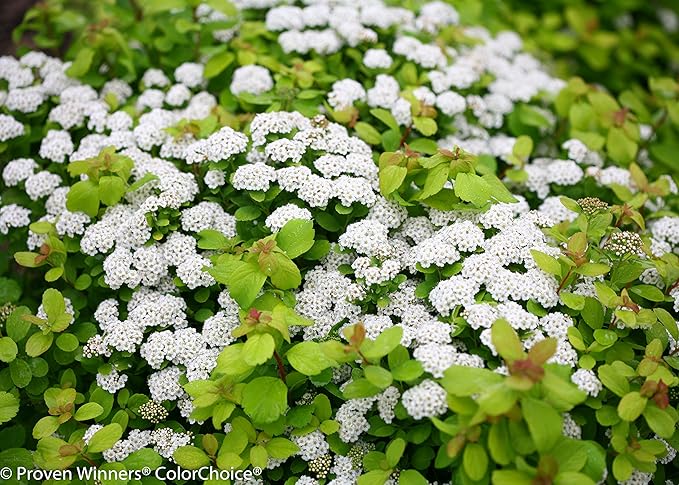 Proven Winners - Spiraea betulifolia Glow Girl (Birchleaf Spirea) Shrub, gold foliage with pink flowers, #2 - Size Container