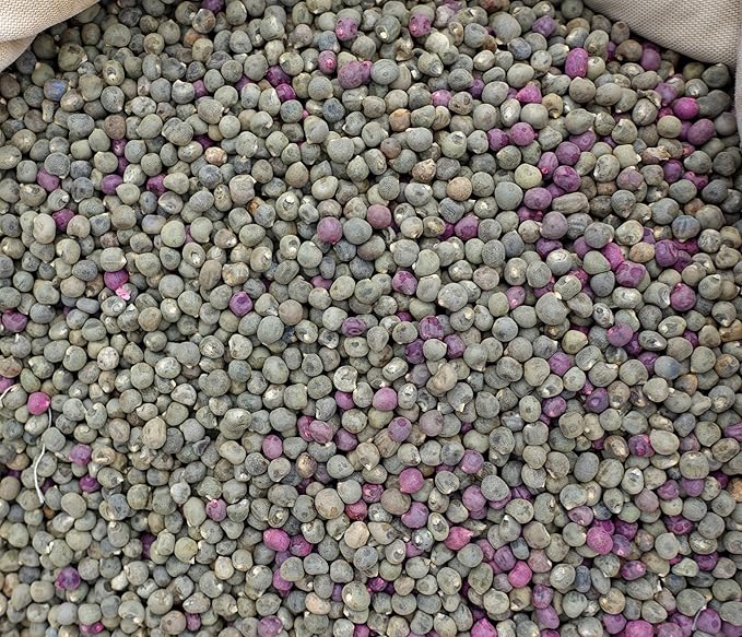 Okra Seeds for Planting - Plant & Grow Blondy Okra in Home Outdoor Garden - Heirloom & Non GMO - Planting Instructions for Abundant Harvests, Great Gardening Gift, 2 Packets