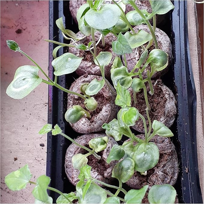 Seed Needs, Black-Eyed Susan Vine Seeds - 100 Heirloom Seeds for Planting Thunbergia alata - Annual Vining Flowers to Cover a Fence or Trellis (2 Packs)