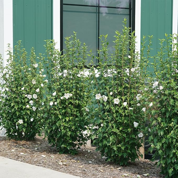 2 Gallon Proven Winners Hibiscus White Pillar Shrub