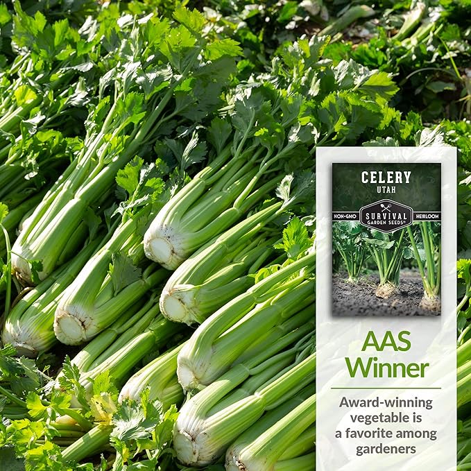 Utah Celery Seed for Planting - 3 Packets with Instructions to Plant & Grow Delicious Celery Plants in Your Home Vegetable Garden - Tender Crisp Non-GMO Heirloom Variety - Survival Garden Seeds