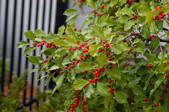 First Editions - Ilex verticillata Wildfire (Winterberry) Shrub, bright red fruit, #3 - Size Container