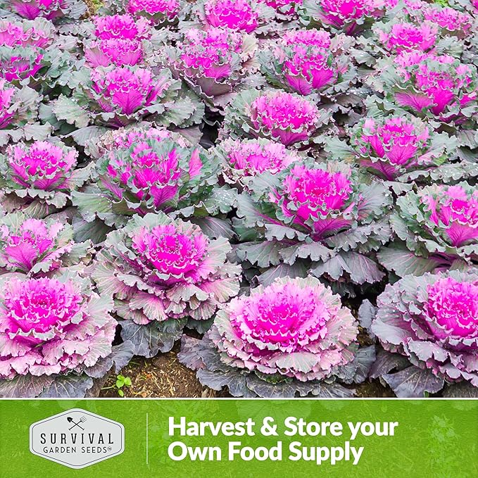 Ornamental Kale Seed for Planting - 2 Packets with Instructions for Growing Ornamental Flowering Kale Plants in Your Home Vegetable Garden - Non-GMO Heirloom Variety - Survival Garden Seeds
