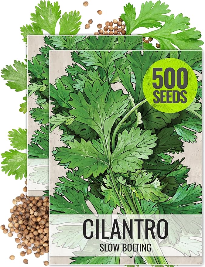 Seed Needs Cilantro Seeds for Planting Coriander Kitchen Herbs - Non-GMO, Heirloom & Untreated - Organically Grow a Home Grown Herb Garden Indoors or Outdoors (2 Packs)