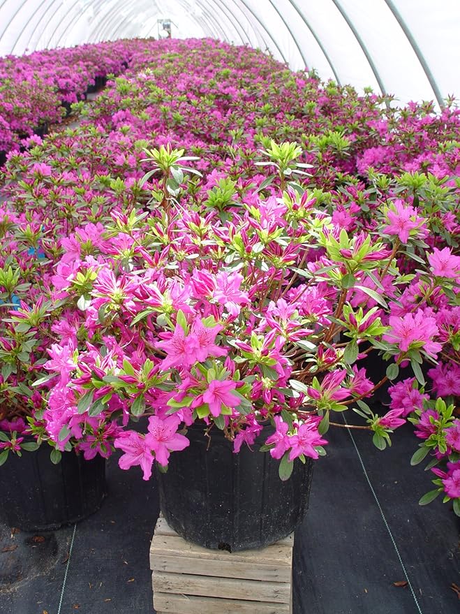 Azalea 'Karen' (Azalea) Shrub, lavender flowers, #2 - Size Container