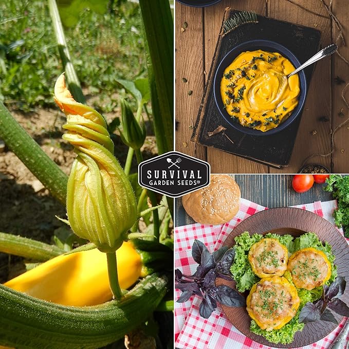 Survival Garden Seeds - Straightneck Summer Squash Seed for Planting - 2 Packs with Instructions to Plant and Grow Yellow Squash in Your Home Vegetable Garden - Non-GMO Heirloom Variety - Seed Vault