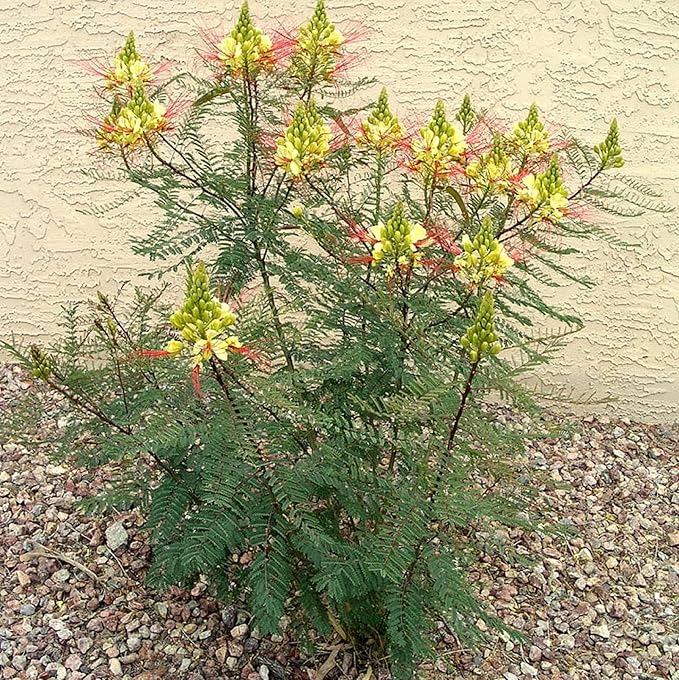 CHUXAY GARDEN Rare Yellow Bird of Paradise Seeds for Planting Outdoors Caesalpinia Gilliesii Seed 5 Seeds Perennial Drought Tolerant Poinciana Shrub Showy Privacy Plant Ornamental Flower