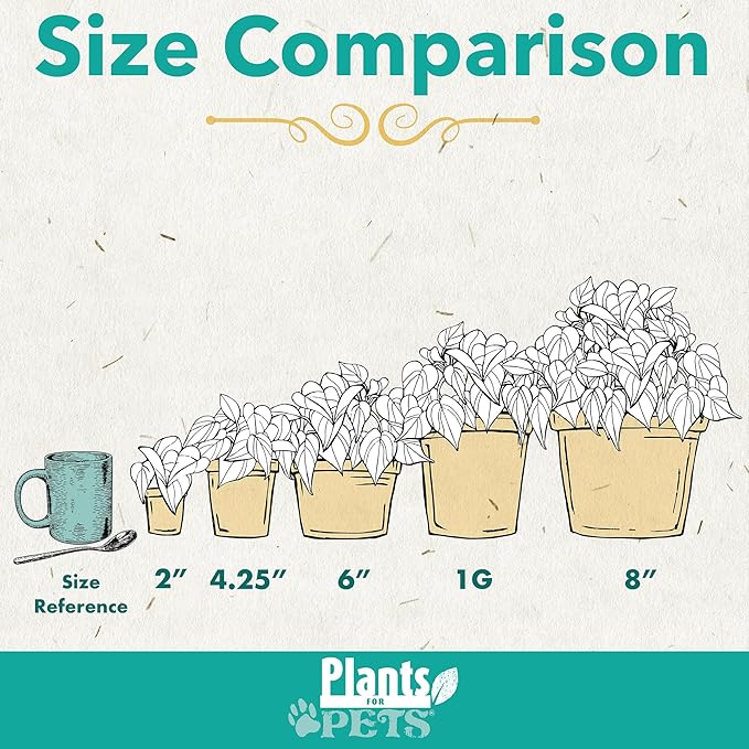 Sunray Dracaena Plant Live Dragon Tree in 6 inch Pot, Easy Plant Decor, Variegated Dracaena Marginata House Plant, Air Purifying Plant, Live Indoor Plant, Desk Plant & Office Plant by Plants for Pets