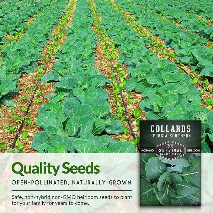 Survival Garden Seeds - Georgia Southern Collards Seed for Planting - Pack with Instructions to Plant and Grow Healthy Collard Greens in Your Home Vegetable Garden - Non-GMO Heirloom Variety - 5 Packs