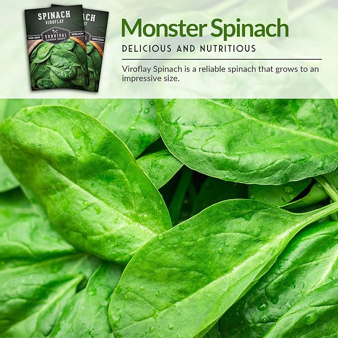 Survival Garden Seeds - Viroflay Spinach Seed for Planting - Packet with Instructions to Plant and Grow Nutritious Leafy Greens in Your Home Vegetable Garden - Non-GMO Heirloom Variety - 2 Pack