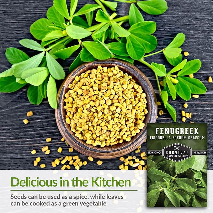 2 Packs Fenugreek Seed for Planting with Instructions to Grow Samudra Methi in Your Home Vegetable Garden - Non-GMO Heirloom - Good Microgreens or Sprouts - Survival Garden Seeds