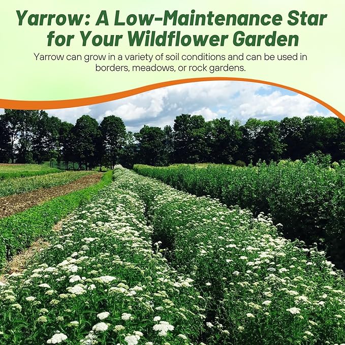 Outsidepride Achillea Millefolium Wild White Yarrow Seeds - 1/4 Lb. Perennial Flower Seeds, Drought Resistant, Low Maintenance & Easy Planting for Beautiful Garden & Fireflies Attraction
