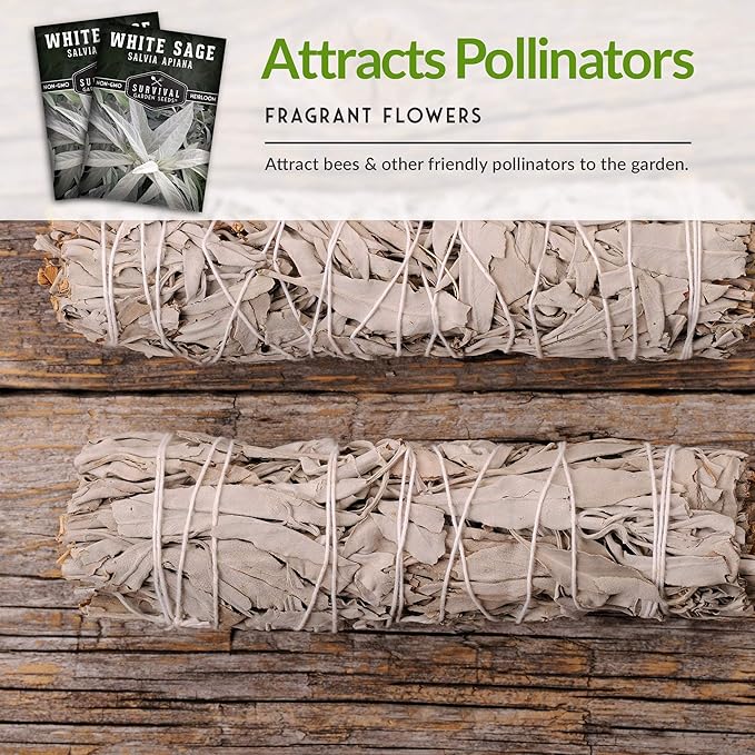 Survival Garden Seeds - 1 Packet White Sage Seed for Planting - Grow Sustainable Smudging Herbs - Packet with Instructions to Plant & Grow in Your Home Garden - Non-GMO Heirloom Variety