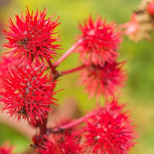 Outsidepride 50 Seeds Annual Ricinus Communis Castor Bean Gibsonii Flower Seeds for Planting