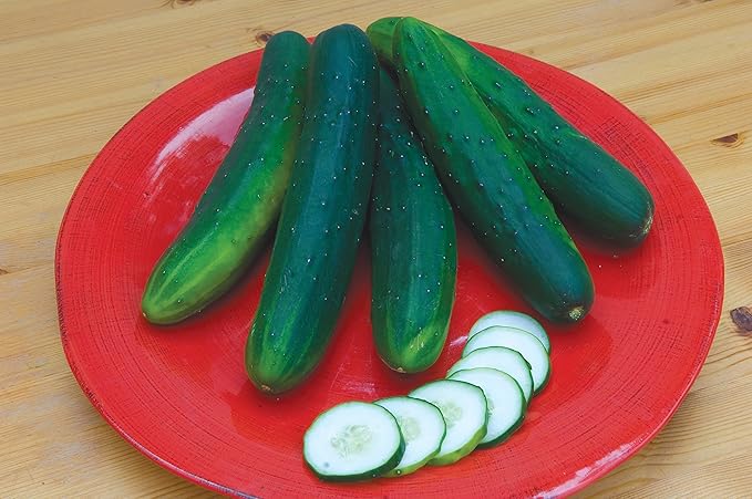 Burpee Sweet Burpless Slicing Cucumber Seeds 70 seeds