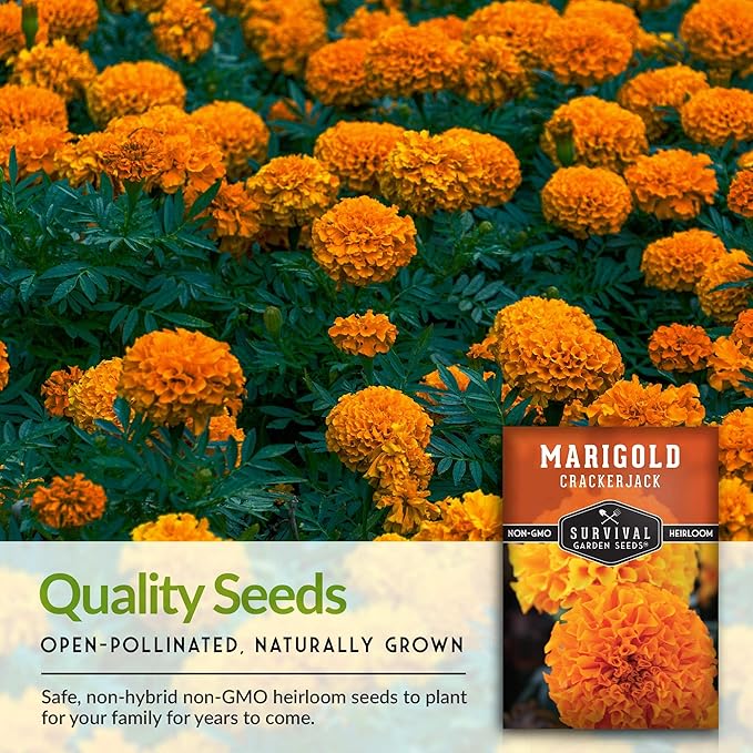 Survival Garden Seeds - Crackerjack Marigold Seed for Planting - 2 Packs with Instructions to Plant and Grow in Your Home Vegetable Garden - Non-GMO Heirloom Variety