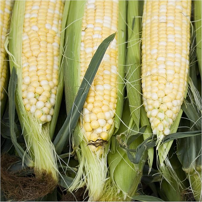 Seed Needs 230+ Peaches & Cream Sweet Corn Seeds for Planting - Non-GMO, Hybrid & Untreated - Organically Grow Your Own Home Grown Vegetable Garden (Bulk)