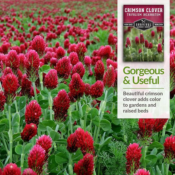 Crimson Clover Seed for Planting - 2 Packets with Instructions to Plant & Grow Flowers or Cover Crop in Your Home Vegetable Garden - Non-GMO Heirloom Variety - Survival Garden Seeds