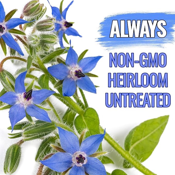 Seed Needs Blue Borage Seeds for Planting - Heirloom, Non-GMO & Untreated - Blue Star Flowers to Attract Bees, Butterflies & Other Pollinators (5 Packs)