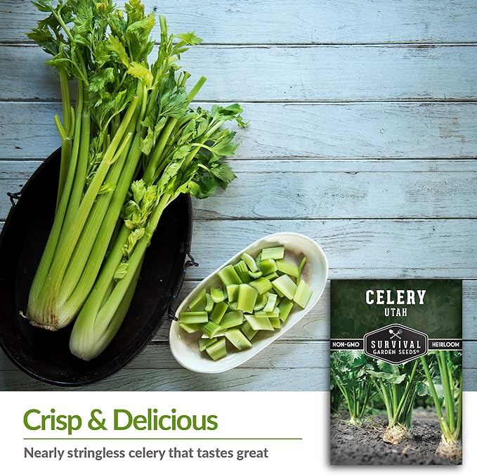 Utah Celery Seed for Planting - 3 Packets with Instructions to Plant & Grow Delicious Celery Plants in Your Home Vegetable Garden - Tender Crisp Non-GMO Heirloom Variety - Survival Garden Seeds