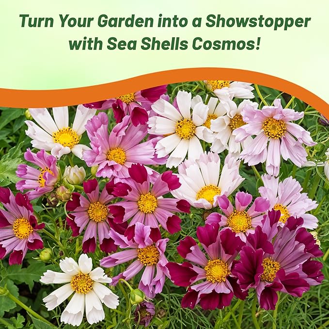 Outsidepride 500 Seeds Annual Cosmos Bipannatus Sea Shells Cut Flower Seed Mix for Planting