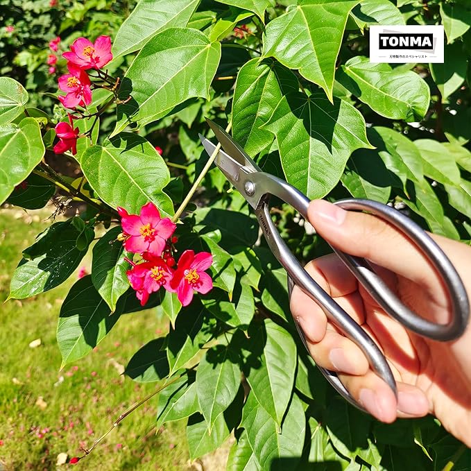 Ashinaga Bonsai Scissors [Made in Japan] 8 inch Soild Stainless Steel Hasami Pruning Shears Ultra Sharp & Rust-proof, Japanese Bonsai Garden Tools