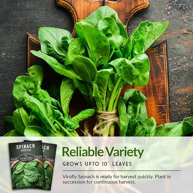 Survival Garden Seeds - Viroflay Spinach Seed for Planting - Packet with Instructions to Plant and Grow Nutritious Leafy Greens in Your Home Vegetable Garden - Non-GMO Heirloom Variety - 2 Pack