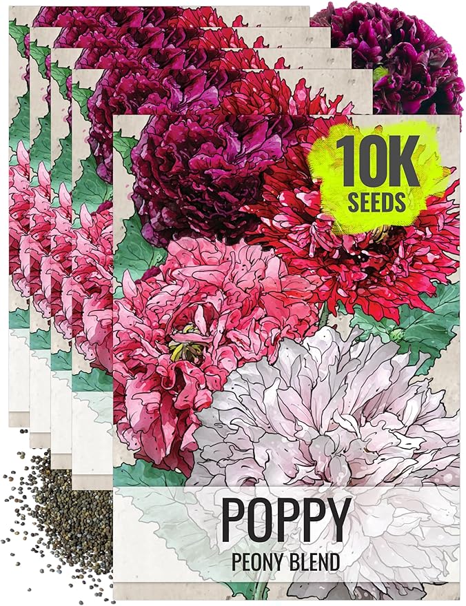 Seed Needs Mixed Peony Poppy Seeds for Planting - Heirloom & Open Pollinated - Colorful Mixture to Plant an Outdoor Butterfly Garden, Attracts Pollinators (5 Packs (10,000 Seeds))