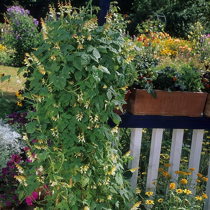 Outsidepride 100 Seeds Perennial Mina Lobata Firecracker Flowering Vine Seeds for Planting