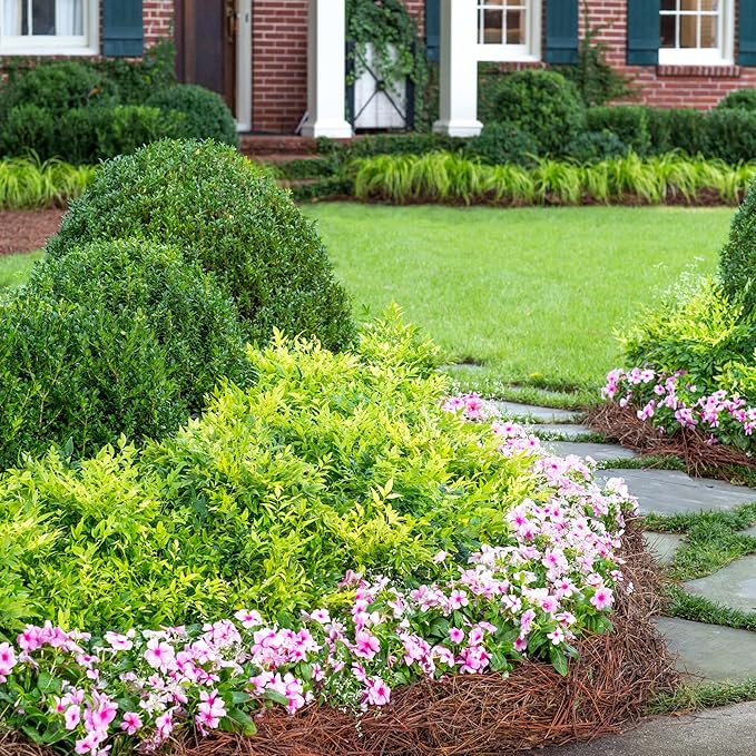 2 Gallon Southern Living Nandina Lemon Lime Shrub