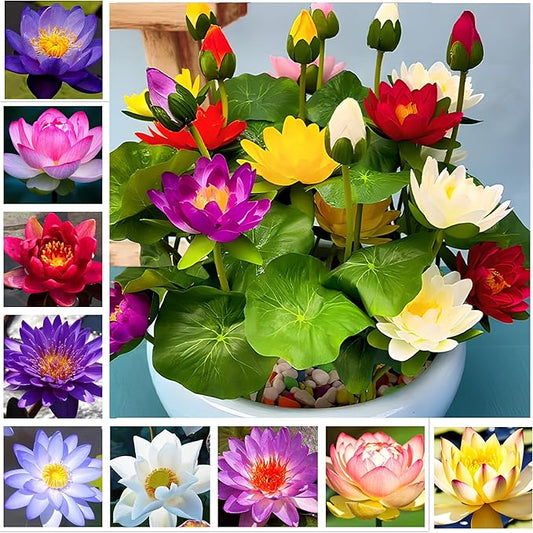 Big Pack Planting Water Features Bonsai Lotus Flower Seeds Indoor Outdoor 160pcs Bowl Lotus Seeds Mixed Lotus Seeds for Garden Pond Grow Easily Low Maintenance
