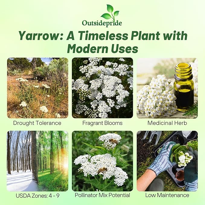 Outsidepride Achillea Millefolium Wild White Yarrow Seeds - 5000 Pcs Perennial Flower Seeds, Drought Resistant, Low Maintenance & Easy Planting for Beautiful Garden & Fireflies Attraction