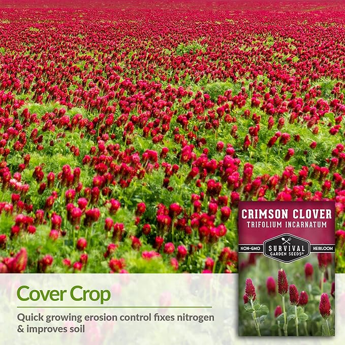 Crimson Clover Seed for Planting - 2 Packets with Instructions to Plant & Grow Flowers or Cover Crop in Your Home Vegetable Garden - Non-GMO Heirloom Variety - Survival Garden Seeds