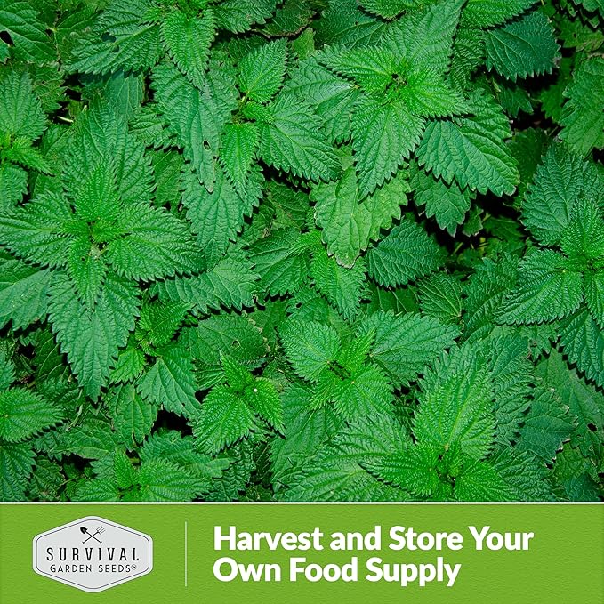 Stinging Nettle Seed for Planting - 5 Packets with Instructions to Plant and Grow Medicinal Herb Common Stinging Nettle in Your Home Herb Garden - Non-GMO Heirloom Variety - Survival Garden Seeds