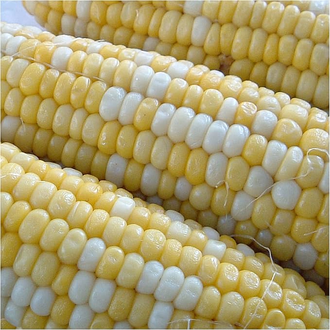 Seed Needs 230+ Peaches & Cream Sweet Corn Seeds for Planting - Non-GMO, Hybrid & Untreated - Organically Grow Your Own Home Grown Vegetable Garden (Bulk)