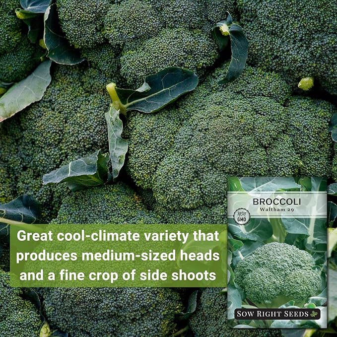 Sow Right Seeds - Waltham 29 Broccoli Seeds for Planting - Non-GMO Heirloom Packet with Instructions to Plant an Outdoor Home Vegetable Garden - Grow Your Own Fresh Green Broccoli - Great Gift (2)