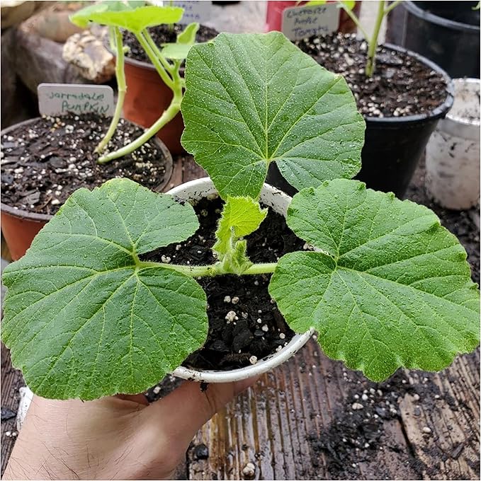 Seed Needs, Blue Jarrahdale Pumpkin Seeds - 20 Heirloom Seeds for Planting Cucurbita Maxima - Non-GMO & Untreated - Tasty Decorative Pumpkin for Halloween & Fall (2 Packs)