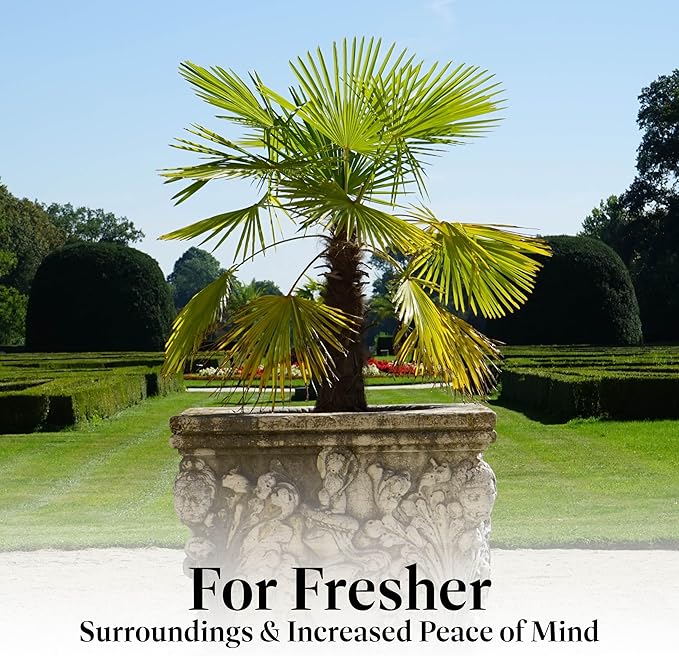 American Plant Exchange Live Windmill Palm Tree, Chusan Palm Tree, Plant Pot for Home and Garden Decor, 10" Pot