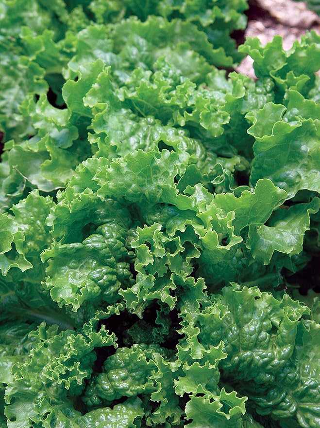 Burpee Green Ice Lettuce Seeds 1000 seeds