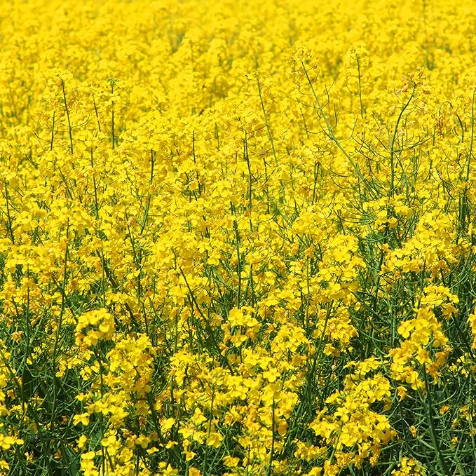 Outsidepride 10000 Seeds Annual Yellow Mustard Herb Garden Seed for Microgreens, Sprouts, & Cooking