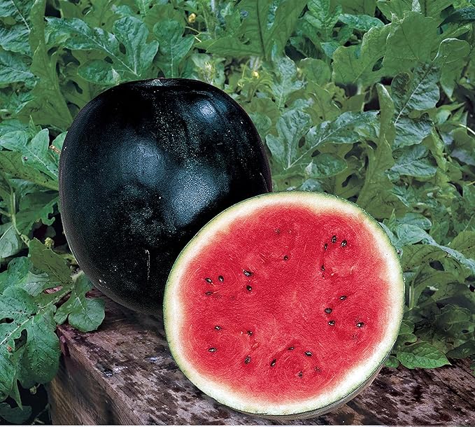 Burpee Sugar Baby Watermelon Seeds 75 seeds