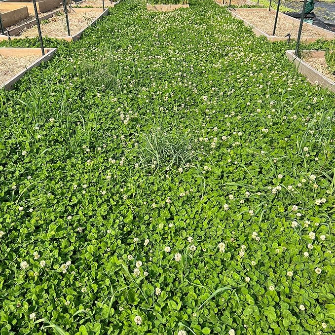 Micro Clover Seeds for Lawn-Microclover Seed for Planting - 5 Lb. Bulk ~2 Million Seeds - Drought-Tolerant Mini Clover Seed - Grass Alternative Miniclover Seeds for Lawn - Mountain Valley Seed Company