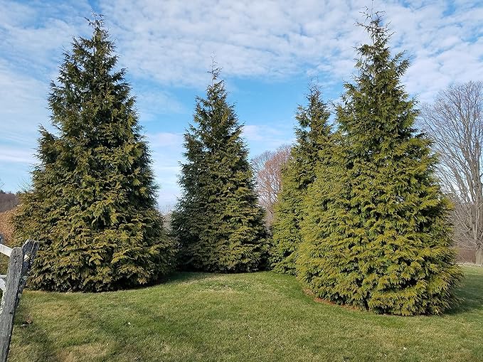 Green Promise Farms ENTHGG03 Live Plant Thuja-X Green Giant Evergreen (Western Arborvitae), 3 Gallon