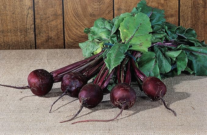 Burpee Detroit Dark Red Medium Top Beet Seed Tape 45 per tape