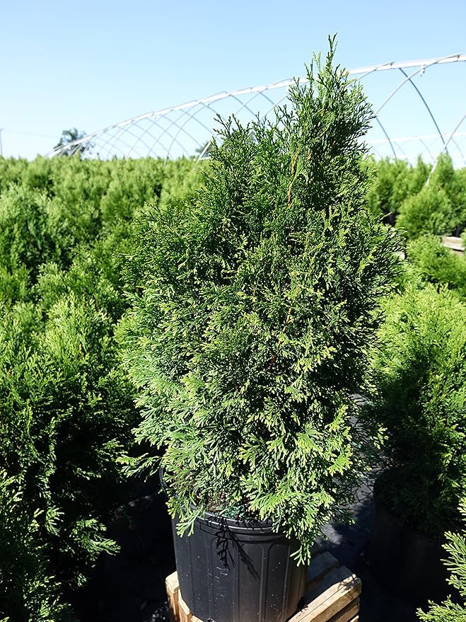 Live plant from Green Promise Farms Thuja occidentalis 'Smargd' Emerald Green Arborvitae Evergreen, 3 Size Container